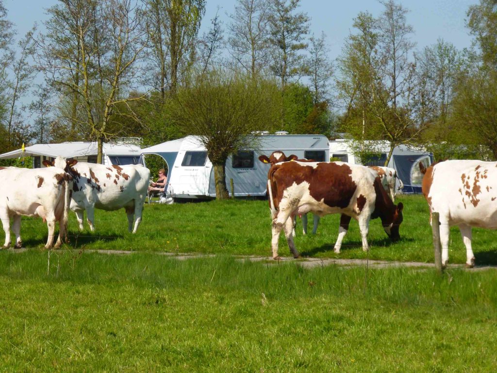 Uitzicht over de weilanden van Camping De Groene Weide